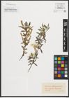 Foto von Salix purpurea L.